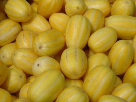 GIE TANNA INN ( MELONS JAUNES )
