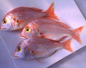 GIE TANNA INN ( DORADE )